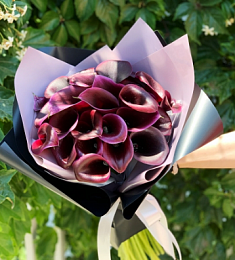 Букет из 25 бордовых калл