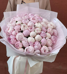 51 голландский пион сорта Сара Бернар в розовом оформлении