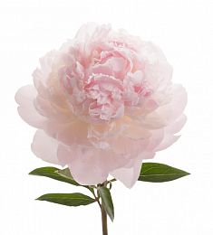 Голландский пион - соберите букет