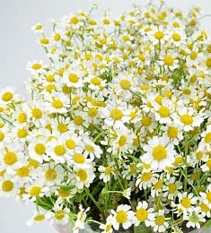 Ромашка кустовая - соберите букет